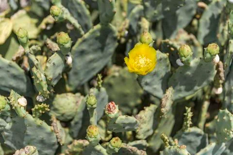 Springtime bloom on a prickly pear cactus Stock Photos