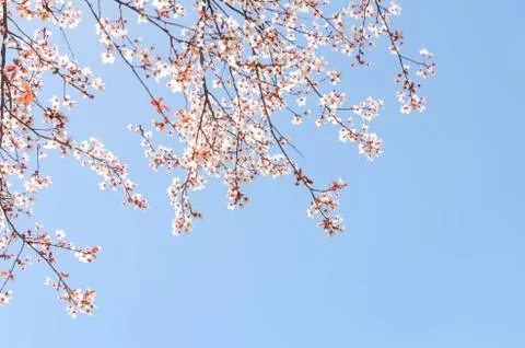Springtime blooming branches of cherry tree Stockfoto's