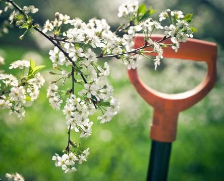 Springtime. Blooming cherry branch and shovel Stock Photos