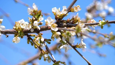 Springtime. Blooming of cherry tree. Tree with white flowers.Bees collect pollen 스톡 동영상 128441155