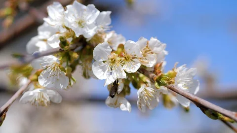 Springtime. Blooming cherry tree. Tree with white flowers. Bee collect pollen Stock Footage 128441168