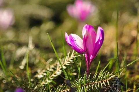 Springtime blooming crocus flowers Stock Photos