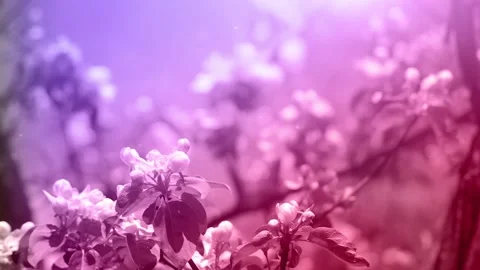 Springtime Blooming Garden Stock Footage 85715505