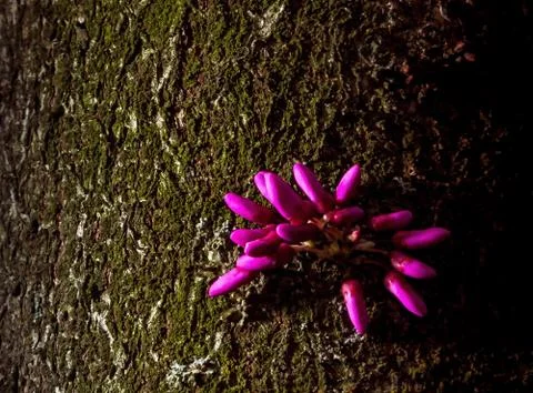 Springtime blooming of judas tree, cercis siliquastrum Stock Photos
