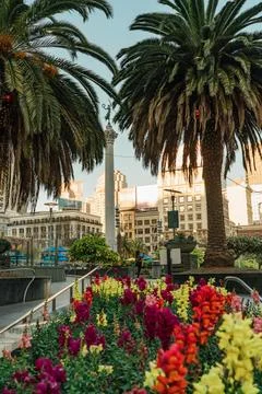 Springtime blooms frame a view of the bustling heart of San Francisco's ret.. Stock Photos