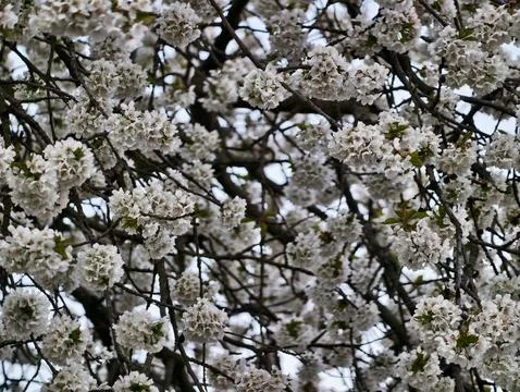 Springtime blooms with gentle light. Softly blurred background highlights d.. 库存照片