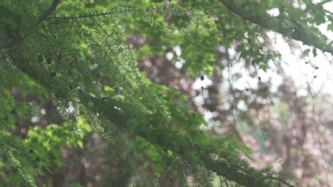 Springtime Blooms in Wind - Long Lens - 120fps Stock Footage 131690734
