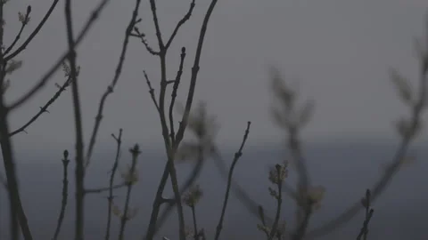 Springtime blossom 1 스톡 동영상 153538953