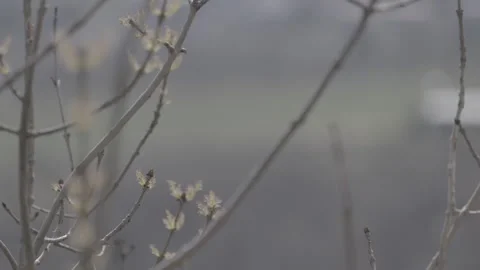 Springtime blossom 2 Stock-Footage 153538937