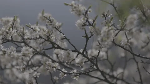 Springtime blossom flower 1 스톡 동영상 153539556