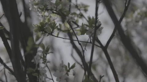 Springtime blossom flower 10 스톡 동영상 153540963