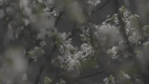 Springtime blossom flower 3 스톡 동영상 153539881