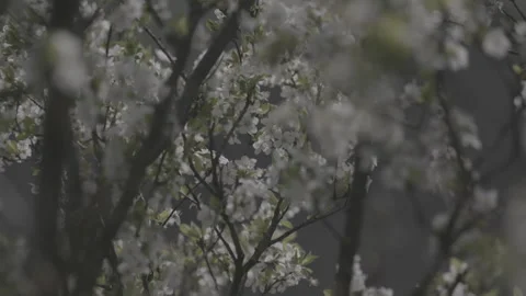 Springtime blossom flower 4 스톡 동영상 153539576