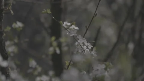 Springtime blossom flower 5 스톡 동영상 153540253