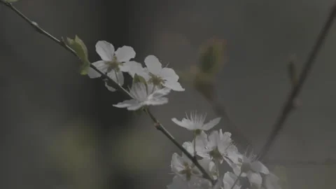 Springtime blossom flower 6 Stock-Footage 153541223