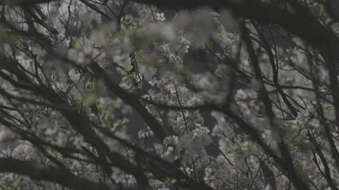 Springtime blossom flower 7 스톡 동영상 153541204