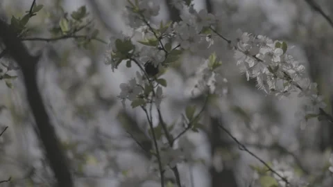 Springtime blossom flower 9 Stock-Footage 153541418