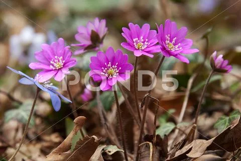 Springtime blossom Stock Photos