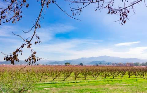 Springtime with blossoming peach tree Stock Photos