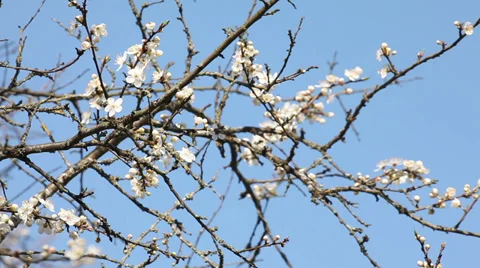 Springtime blossoming plum tree Stock Footage 37543436