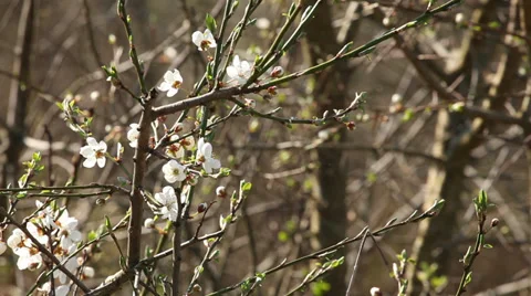 Springtime blossoming plum tree Stock Footage 37543797