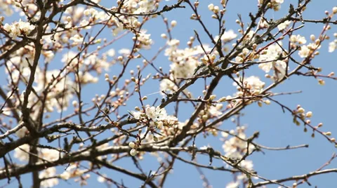 Springtime blossoming plum tree Stock Footage 37544698