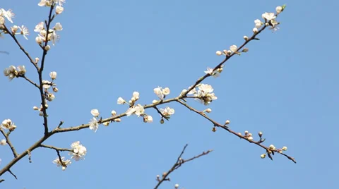 Springtime blossoming plum tree Stock Footage 37545530