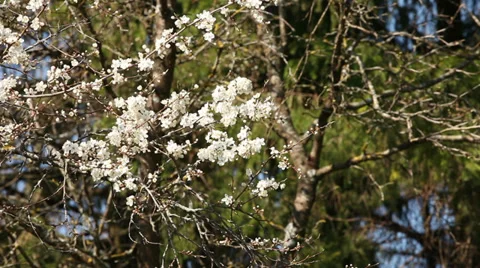 Springtime blossoming plum tree Stock Footage 37546734