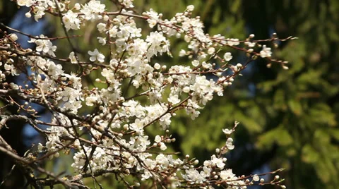 Springtime blossoming plum tree Stock Footage 37547203