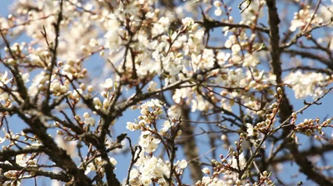 Springtime blossoming plum tree Stock Footage 37547501