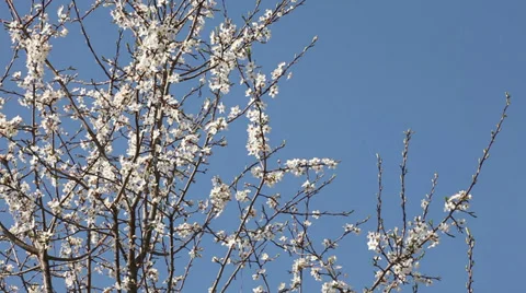 Springtime blossoming plum tree Stock Footage 37547780