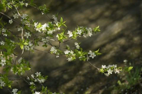 Springtime blossoming tree fast river Stock Photos