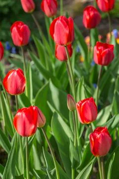 Springtime blossoming tulips Stock Photos