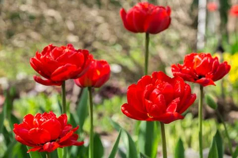Springtime blossoming tulips Stock Photos