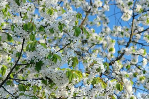 Springtime - blossoms cherry tree with blue sky Stock Photos