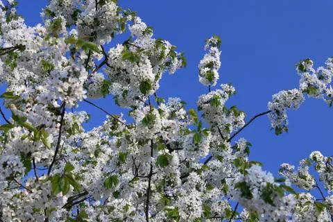 Springtime - blossoms cherry tree with blue sky Stock Photos