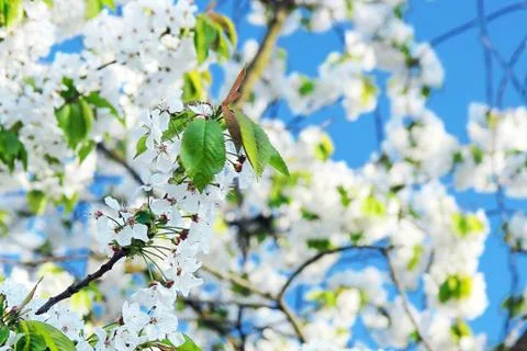 Springtime - blossoms cherry tree with blue sky Stock Photos