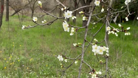 Springtime Blossoms Stock Footage 310821280
