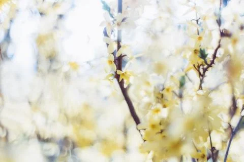Springtime blossoms Stock Photos