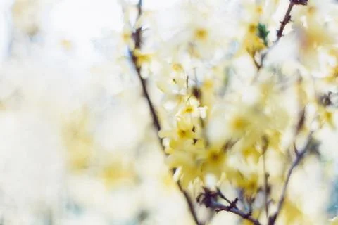 Springtime blossoms Stock Photos