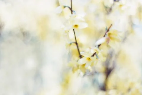 Springtime blossoms Stock Photos