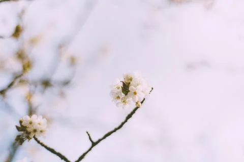 Springtime blossoms Stock Photos
