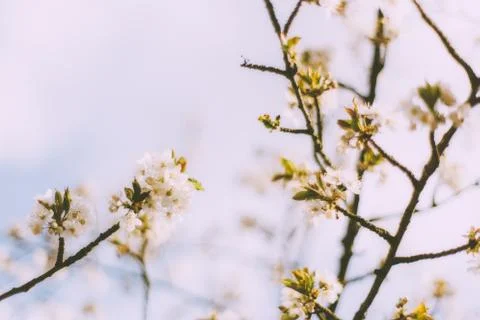 Springtime blossoms Stock Photos