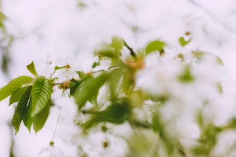 Springtime blossoms Stock Photos