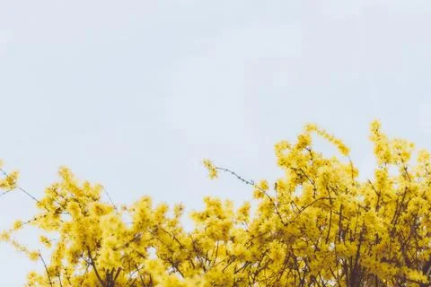 Springtime blossoms Stock Photos