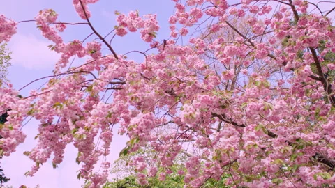 Springtime blossoms on tree with blue sky Stock Footage 159370383