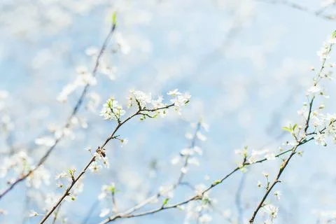 Springtime blossoms on tree branches with delicate white flowers against a br Stock Photos