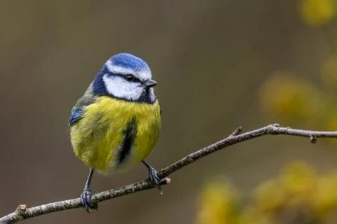 Springtime blue tit Stock Photos
