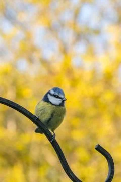 Springtime blue tit Foto stock