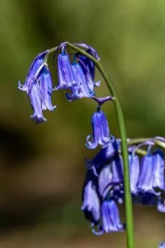 Springtime bluebell forest 库存照片
